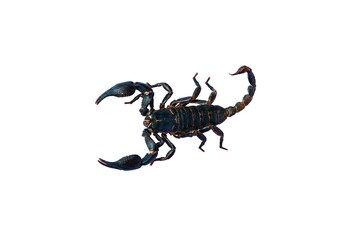 Fototapeta premium scorpion isolated on white