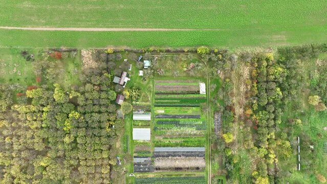 Bio farm autumn farming sweet potato harvest cabbage Brassica oleracea capitata Ipomoea batatas harvesting leaves color, agricultural garden farmer fruit tree drone aerial leaves lettuce, Czech Europe