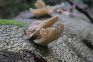 wilde Pilze im Wald unknown species