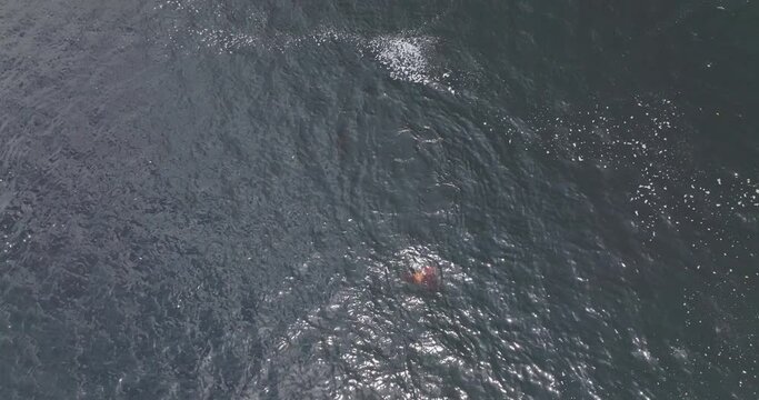 Pink river dolphins swimming in Rio Negro in sunny day, Brazil. Aerial birdseye, static