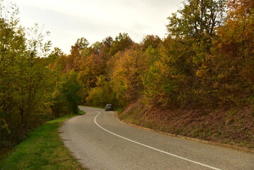 road in autumn forest