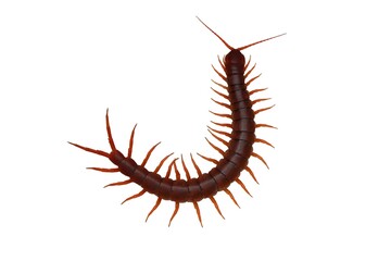 caterpillar isolated on white background