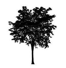 Tree silhouette for brush on white background.