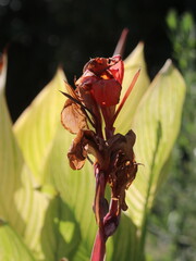 Purple tropical flower on a background of large leaves