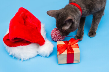 A gray cat in a red collar studies a red and white string, Santa's hat, a gift tied with a ribbon on a blue background. Top view