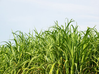 Obraz premium Sugarcane plantations,the agriculture tropical plant in Thailand