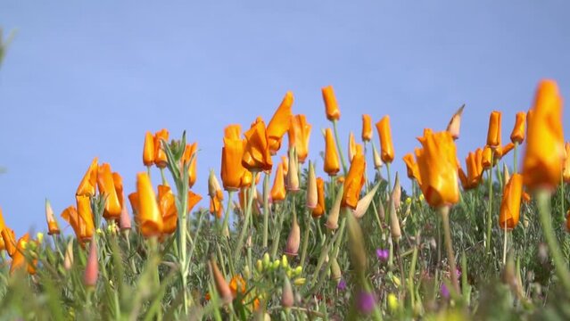 Yellow flowers of the eschscholzia californica.Floral natural background.Summer concept.