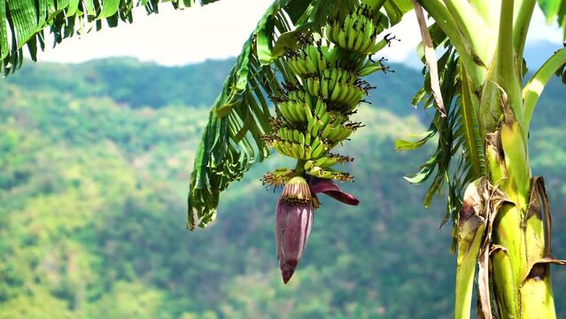 banana tree with fresh organic healthy fruit and flower growing in tropical jungle environment green forest
