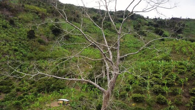 Dead tree in vast green jungle of Vietnam, aerial drone ascend view