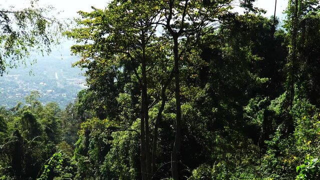panoramic view of Phuoc Binh jungle rain forest  in south vietnam tropical natural landscape