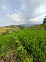 Fototapeta na wymiar The green rice field landscape in the morning countryside