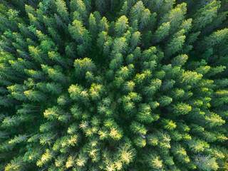 Photo of a green forest from a quadrocopter. Treetops view from above. Shooting nature by drone from the air.A large green spruce forest in the national reserve.
