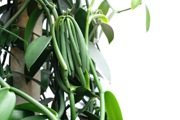 Vanilla pod on Vanilla vine, ripe and ready to harvest, curing to drying pods are incubated to...