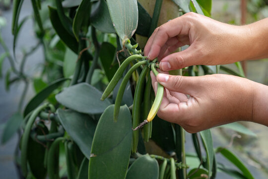 Close Up, Farmers Harvest The Ripe Vanilla Pods On The Plantation, Selective Focus