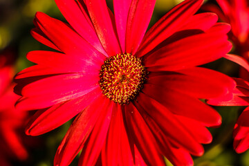 Crimson Barberton Daisy