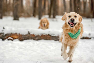 Golden retriever dogs in winter time