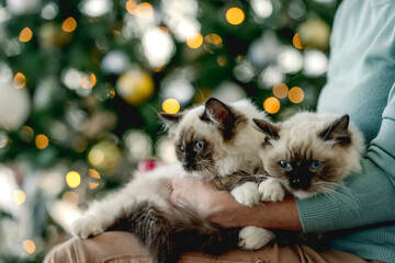 Fototapeta na wymiar Girl with ragdoll kittens in Christmas