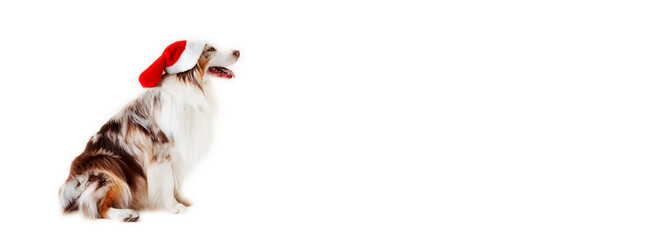 Australian Shepherd Dog, Aussie, with Santa hat cap brown red merle. copy space, banner. Christmas. - obrazy, fototapety, plakaty