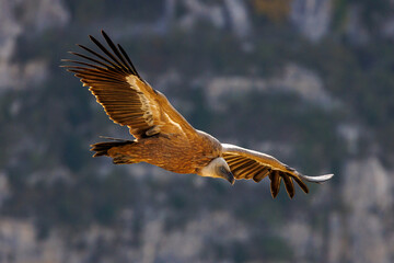 Griffon vulture in flight in the mountains of the Drôme, France