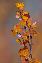 Autumn of dwarf birch