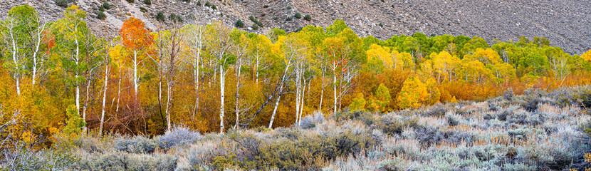 Fall colors in the Eastern Sierra