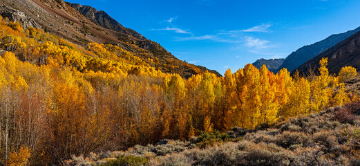 Fall colors in the Eastern Sierra