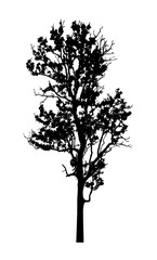 Tree silhouette for brush on white background..