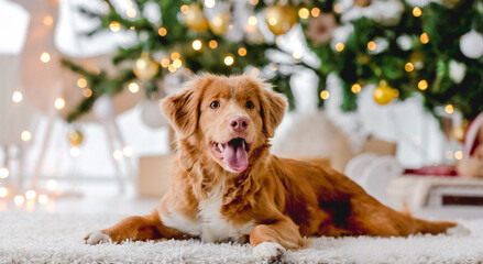 Toller retriever in Christmas time