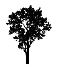 Tree silhouette for brush on white background..