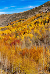 The Fall colors are in full display in Bishop Creek Canyon high up in the Eastern Sierra, California.