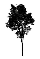 Tree silhouette for brush on white