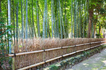 竹の生垣	

