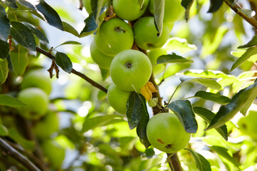 Ripe apples on a tree in a garden. Organic apples hanging from a tree branch in an apple orchard