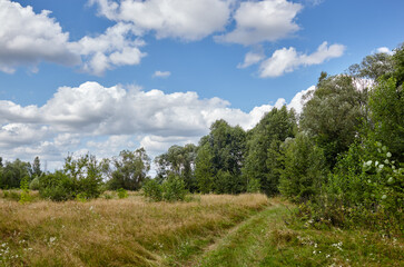 Fototapeta na wymiar Beautiful summer rural landscape. Meadow with trees and grass against the clouds sky