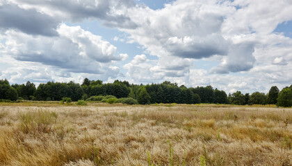 Obraz premium Panoramic photo of bright summer forest against the sky and meadows. Beautiful landscape of green trees and blue sky background