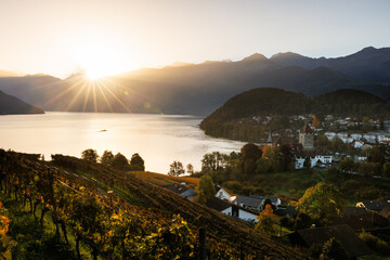 Fototapeta premium sunrise over the Bay of Spiez with vineyards and the castle of Spiez in autumn