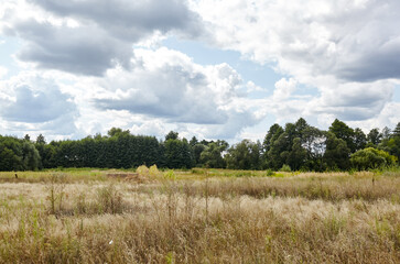Fototapeta premium Bright summer forest against the sky and meadows. Beautiful landscape of green trees and blue sky background