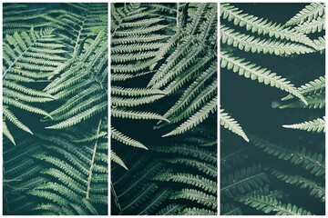 original green fern leaves on a dark background in the forest on a summer day