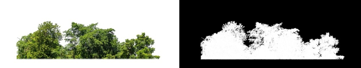 Green Trees isolated on white background.are Forest and foliage in summer for both printing and web pages with cut path and alpha channel on black background