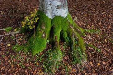 Le radici di un faggio coperte di muschio nella foresta del Cansiglio, ambiente protetto nella provincia di Belluno in Veneto