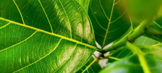 Jackfruit leaf selective focus green
