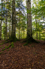 Obraz premium Due faggi crescono vicini nella foresta del Cansiglio, ambiente protetto nella provincia di Belluno in Veneto