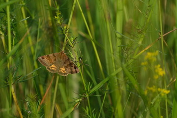 Burnet Companion moth, large brown and orange moth on a filed