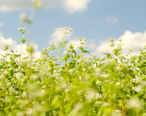 白いお花の花畑、青空に伸びる小さい花、晴れた日の蕎麦畑、美しい白い花のそばの花