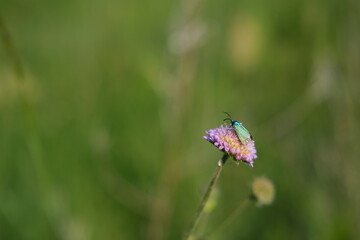 Field scabious flower and the forester moth, purple wildflower with a tiny metallic green moth
