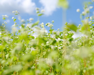 白いお花の花畑、青空に伸びる小さい花、晴れた日の蕎麦畑、美しい白い花のそばの花