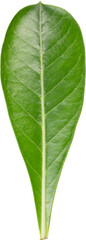 Obraz premium green leaf