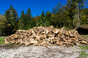 Cumuli di legno tagliato inella foresta del Cansiglio, testimonianze degli alberi spezzati dal passaggio della tempesta Vaia nel 2018 - obrazy, fototapety, plakaty