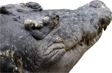 Fotobehang crocodile © nuruddean