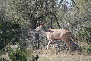 Kudu